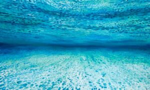 Ocean of Abundance - Rebirth