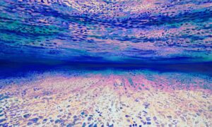 Ocean of Abundance - Attraction